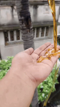 Adivasi Hair Oil – Nature’s Premium Care (3 Bottle Combo Pack)